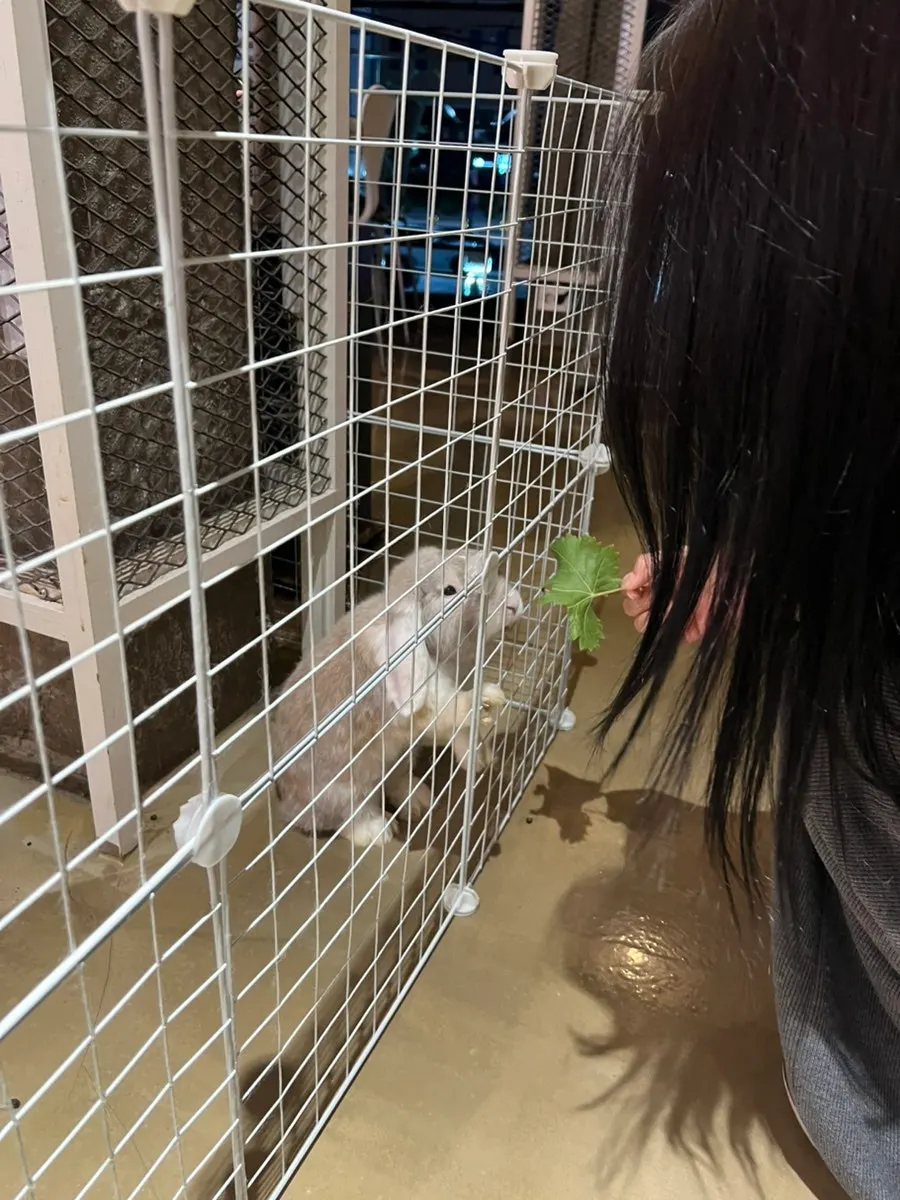 Feeding rabbit Timo a snack of greens