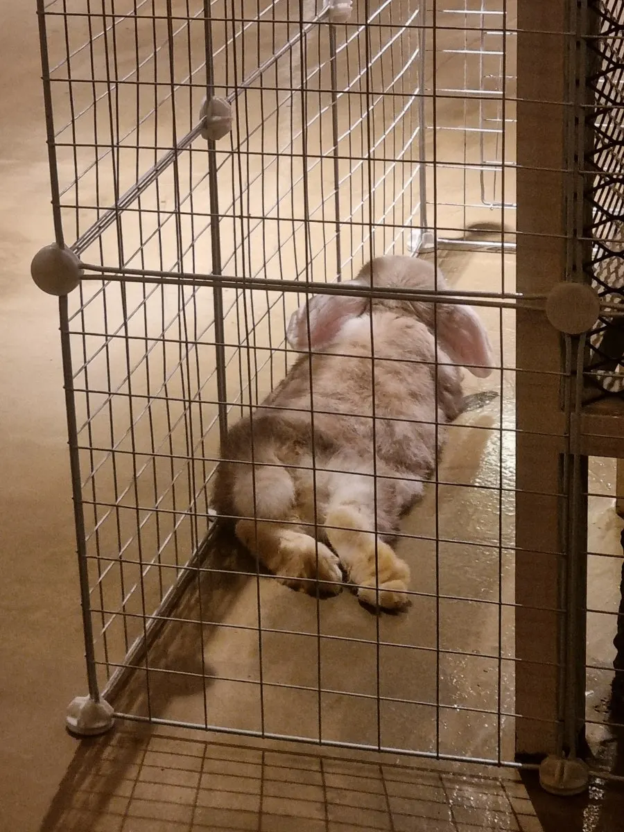 The resident rabbit sleeping at With Gopchang