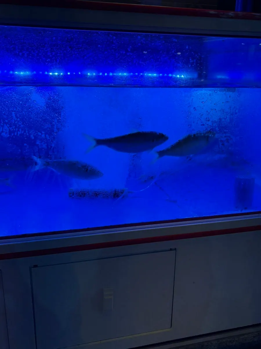 Fish tank with shrimp and jeoneo at the entrance