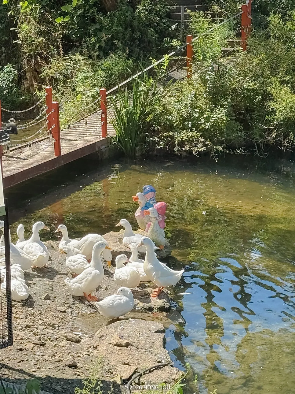 Reservoir walking trail and ducks