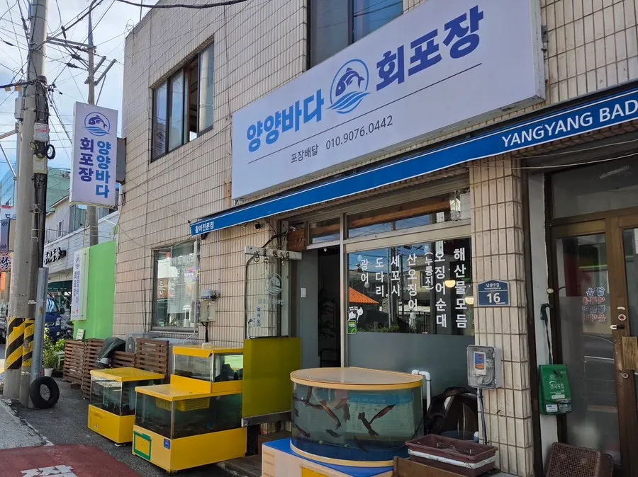 양양 회 포장 상차림 장면