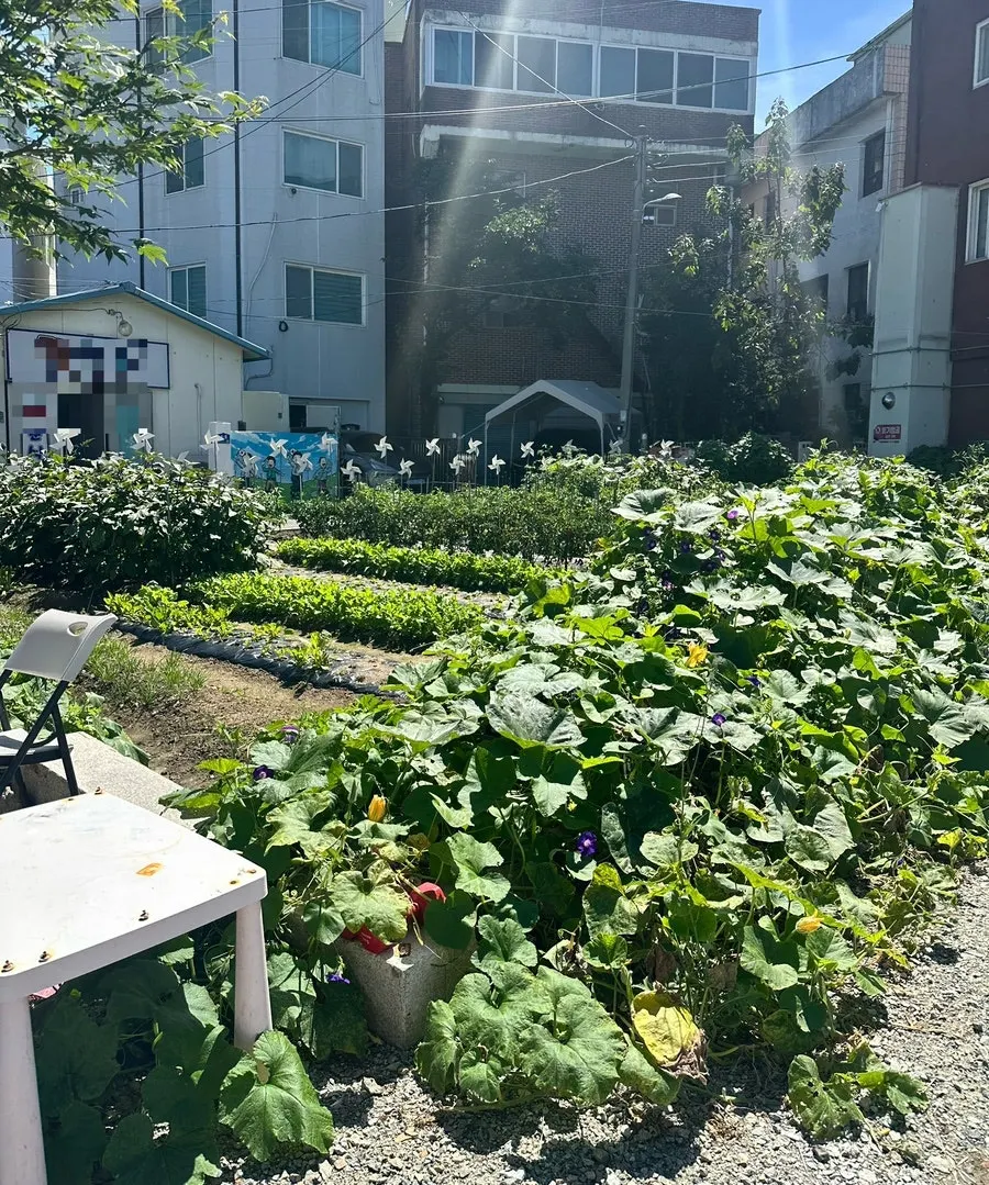 Vegetable garden plot next to the restaurant