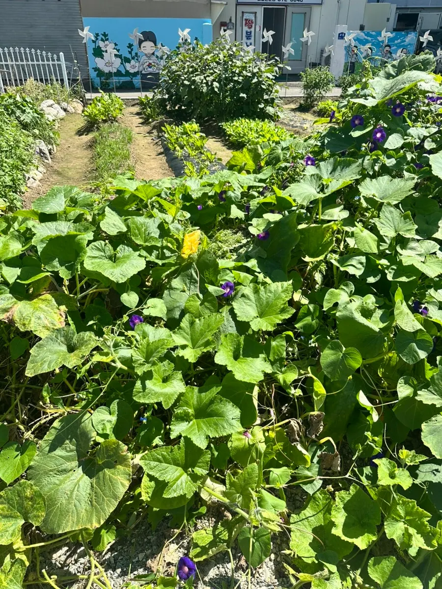 Squash growing in the garden plot