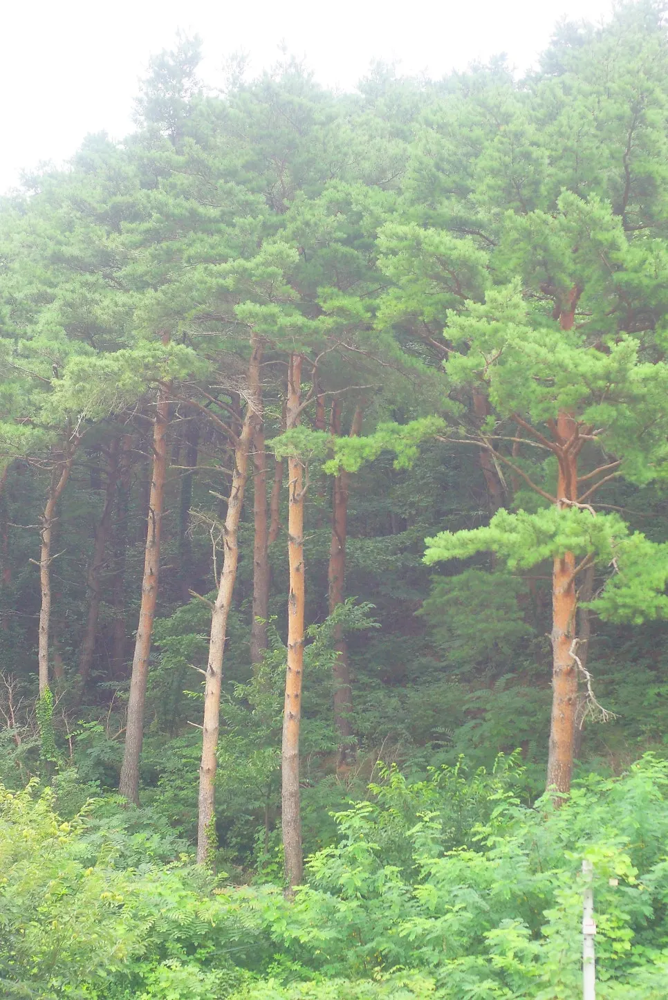 Yeoyejeong's building in a quiet village