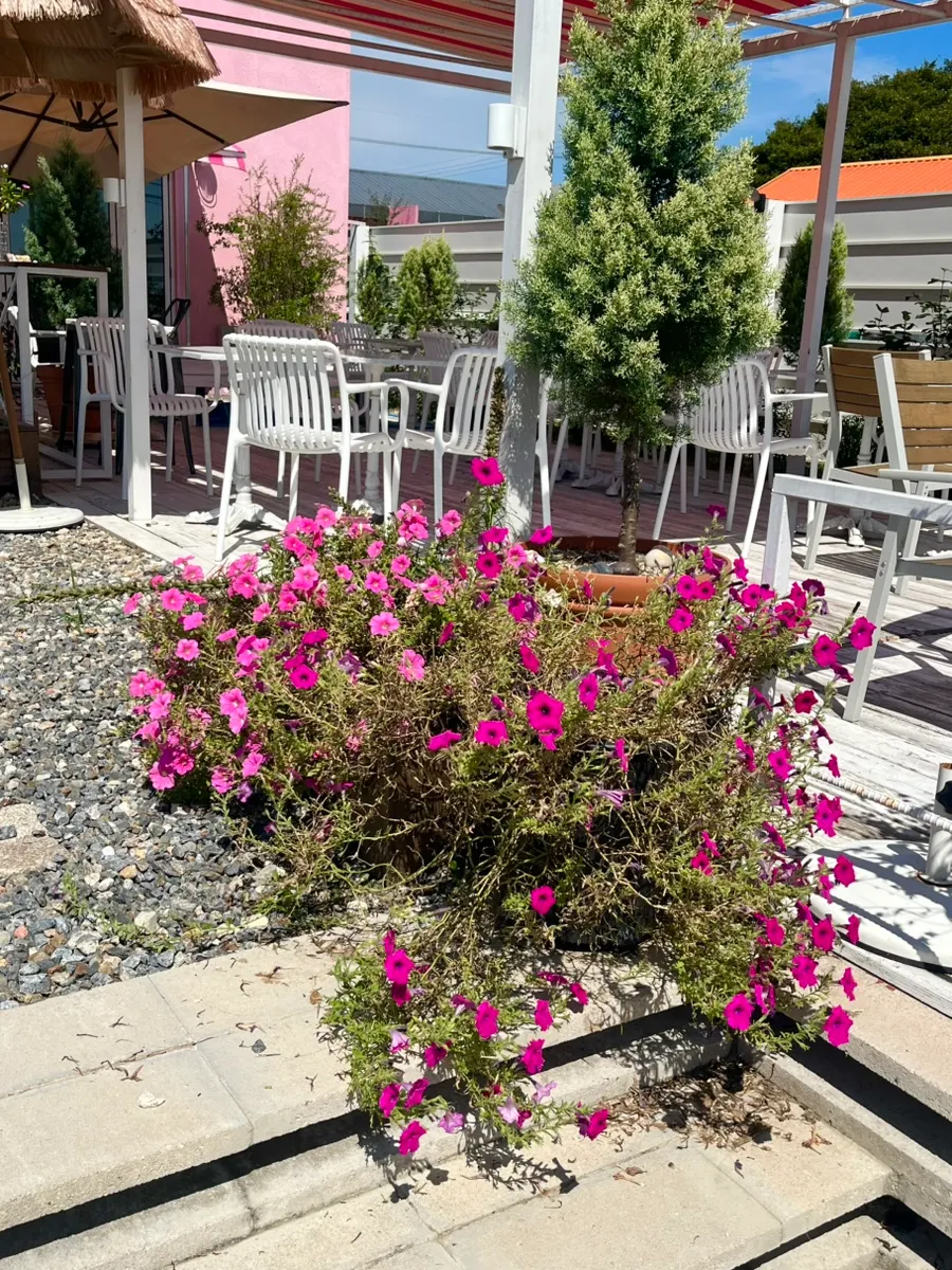 Parking lot and entrance at Pink Wall Cafe