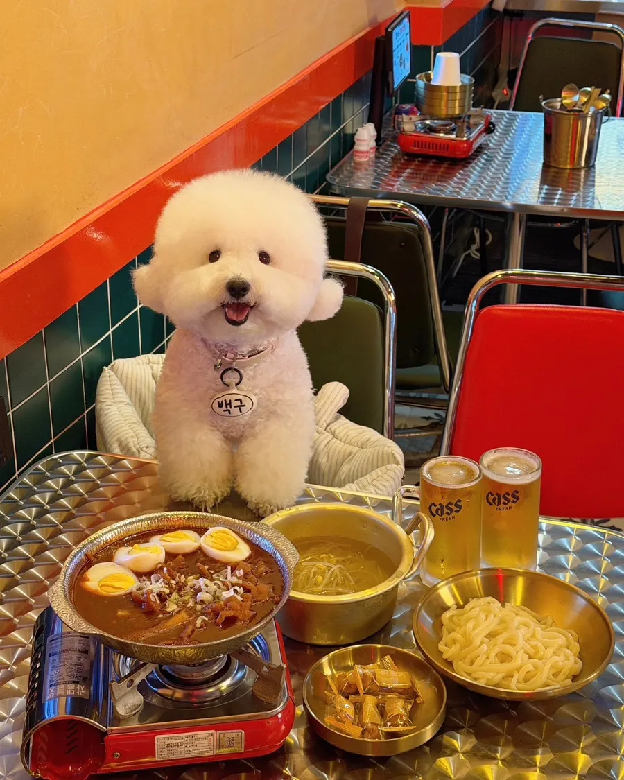 A white dog joining indoors at Yeongpo