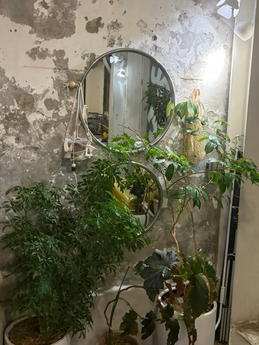 카페 곳곳에 놓인 화분과 식물
