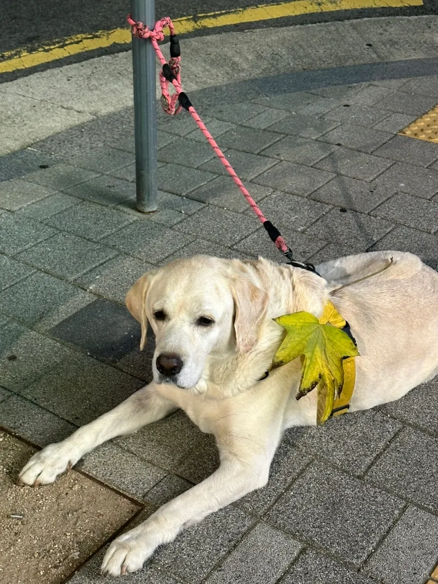 A dog spotted at a bus stop
