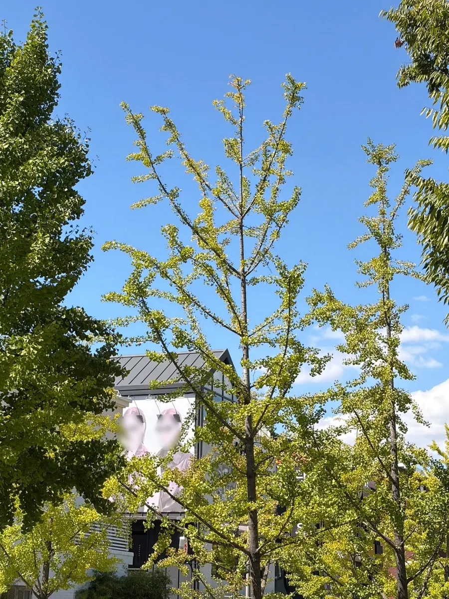 Hôtel de Couture's floor-to-ceiling window building on a sunny day
