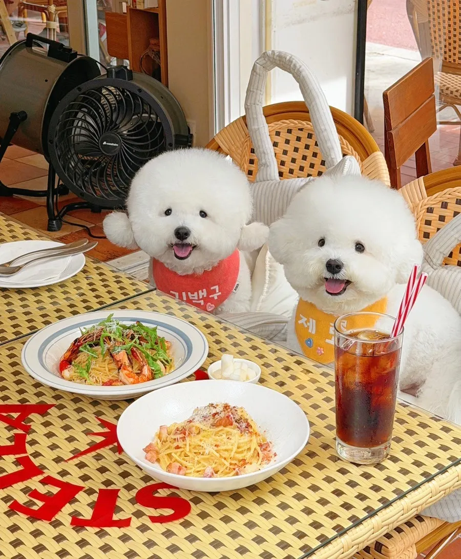 Outdoor terrace visited with dogs