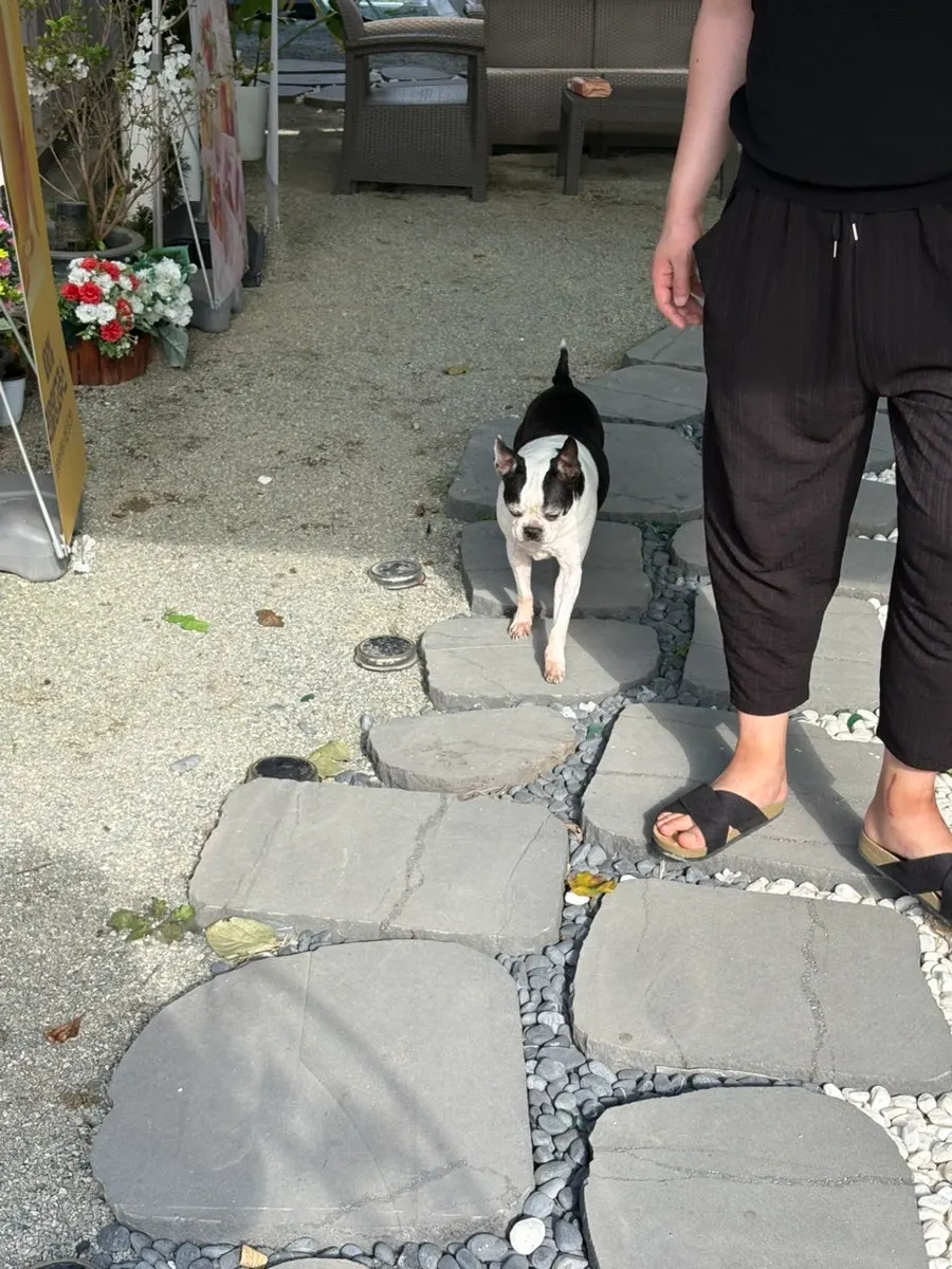 A dog wandering around the café