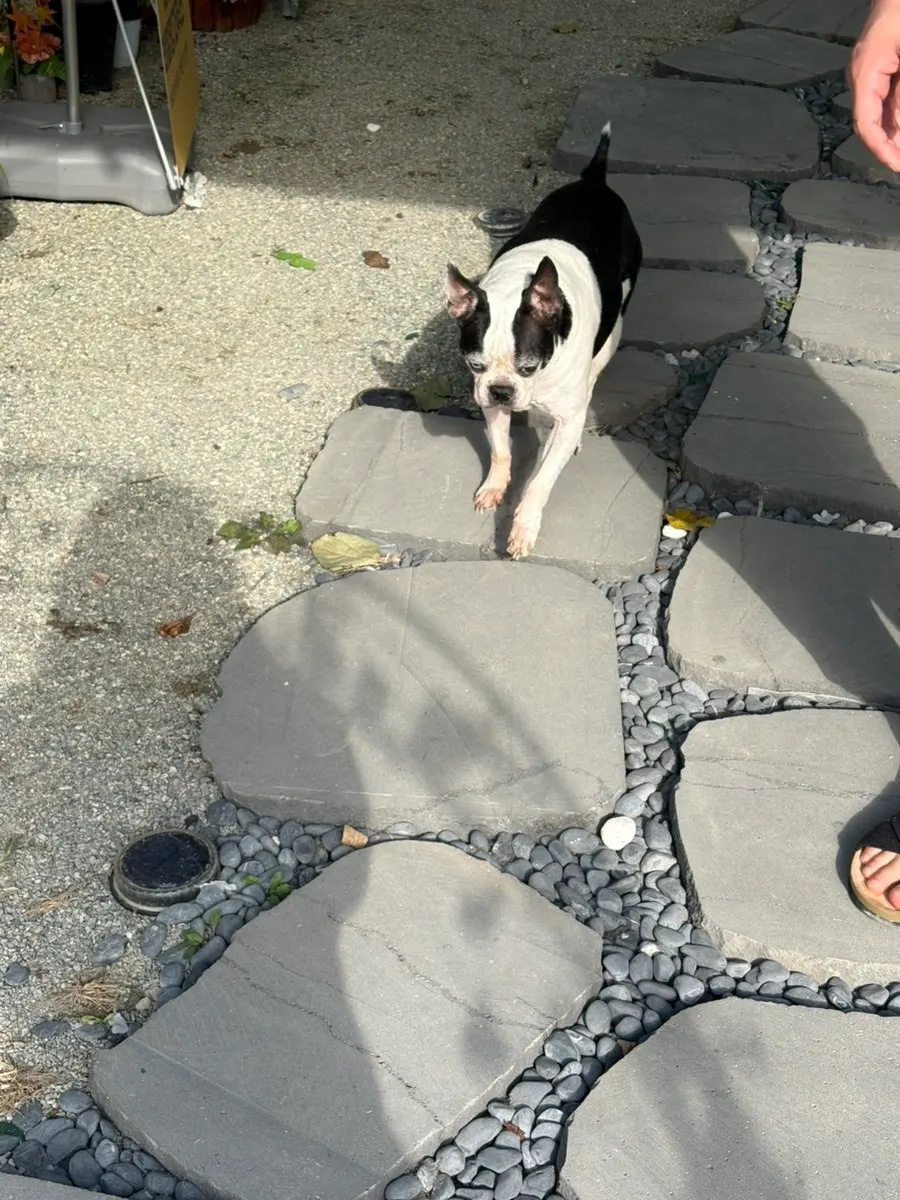 A café dog following people