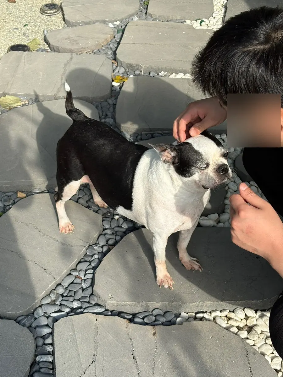 A cute dog met inside the café