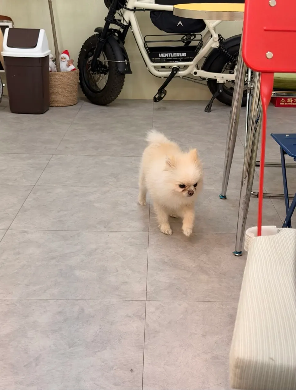 Resident dog Hatban-i with fluffy white fur