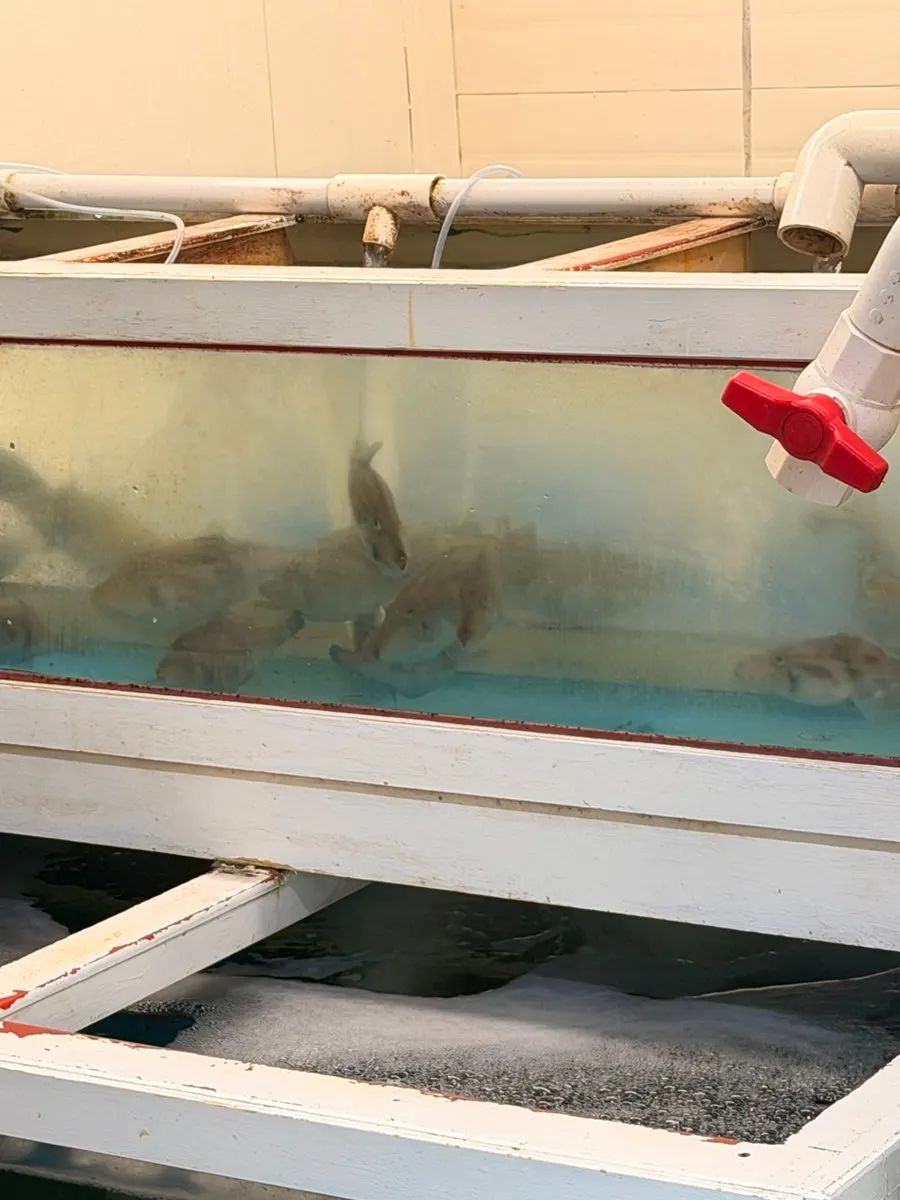 In-season seafood examined before ordering