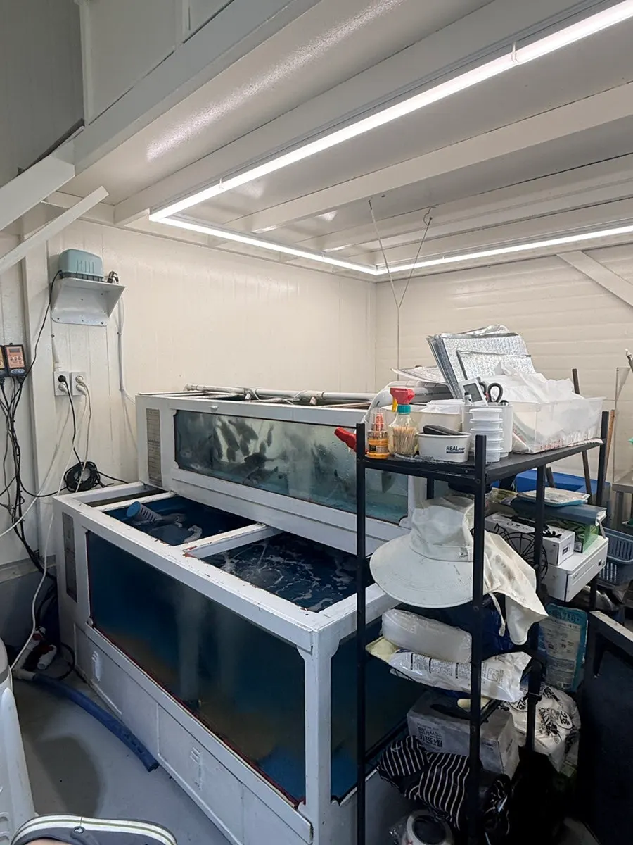 Preparing live fish for a reserved order
