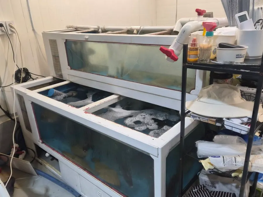 Fish tanks and fish at Uchangho direct sales market