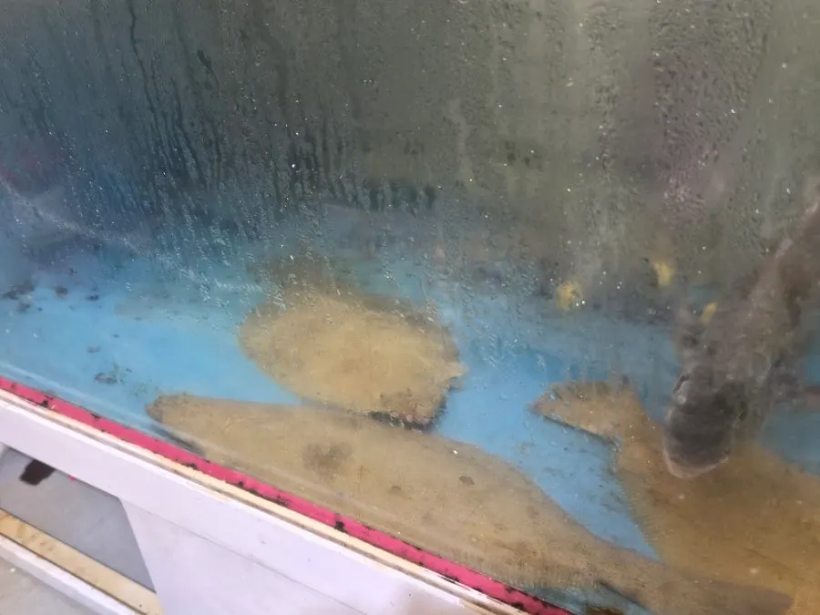 Fish prep area at Uchangho direct sales market