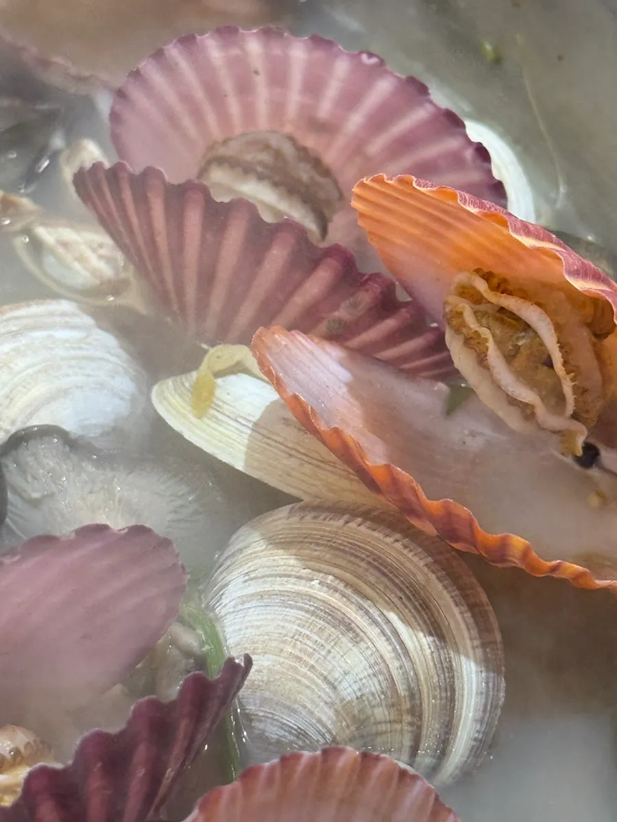 Clams paired with cheese