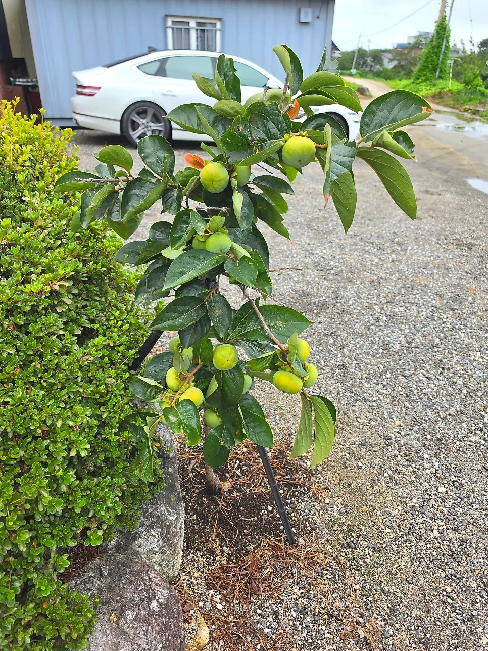 A small persimmon tree loaded with fruit in the parking lot